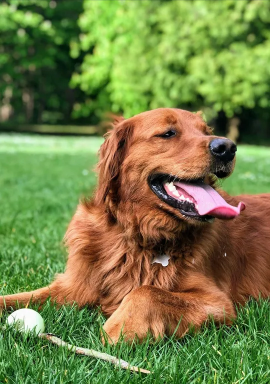 Dog enjoying the Canyon's Edge dog park